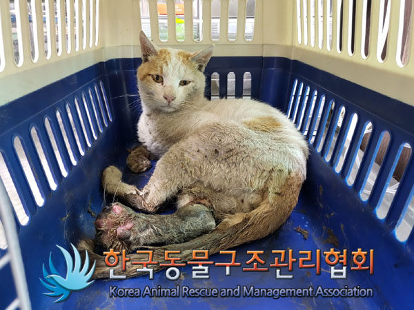 한국동물구조관리협회_441406202300890