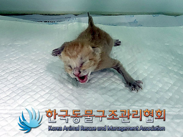 한국동물구조관리협회_411316202300485