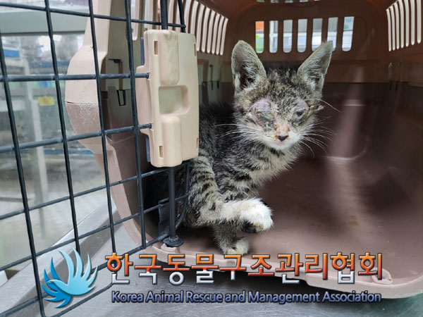 한국동물구조관리협회_411300202300240