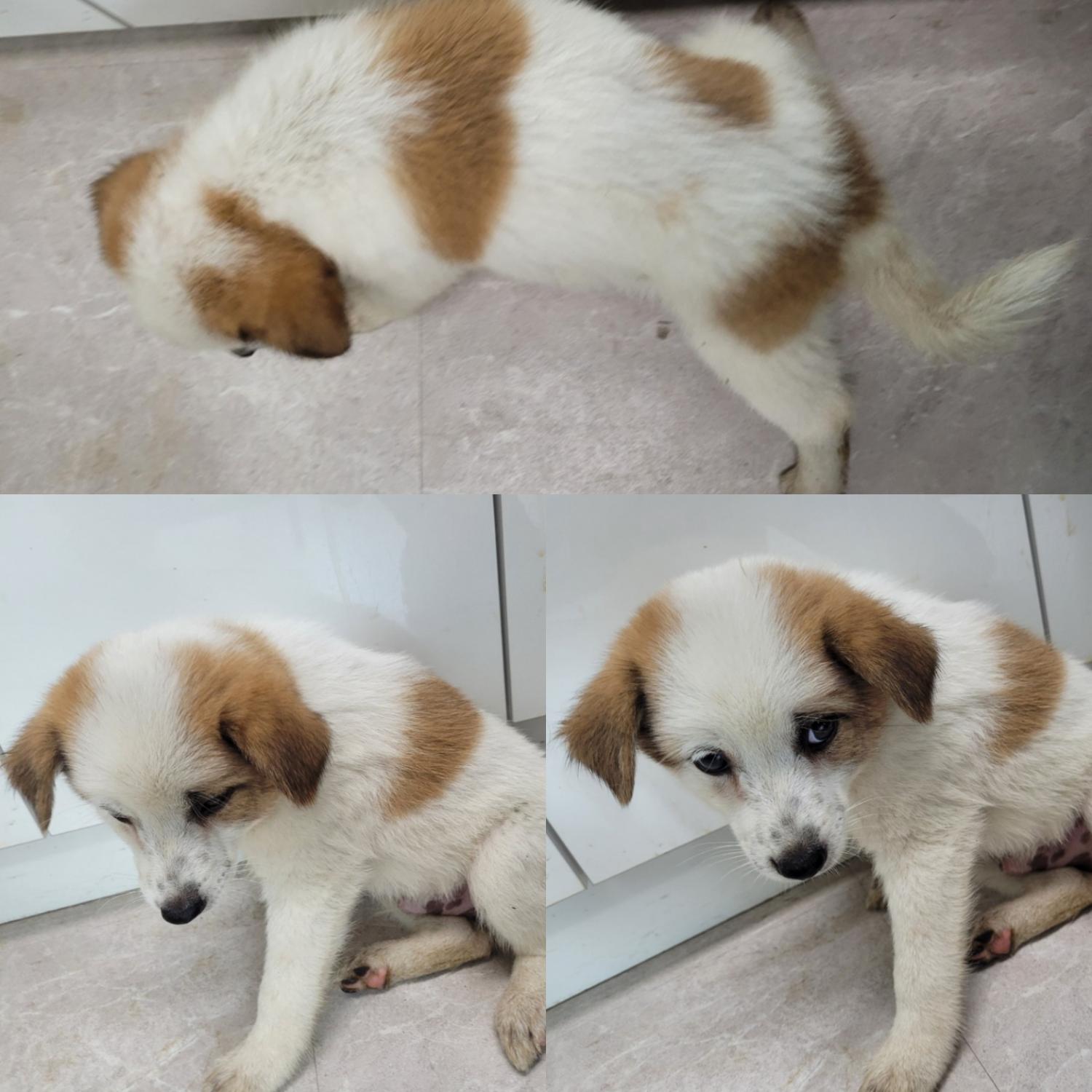 논산시 동물보호센터_444454202300553