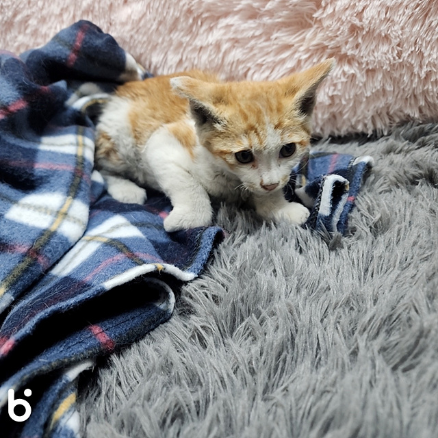 삼산종합동물병원_428354202300895