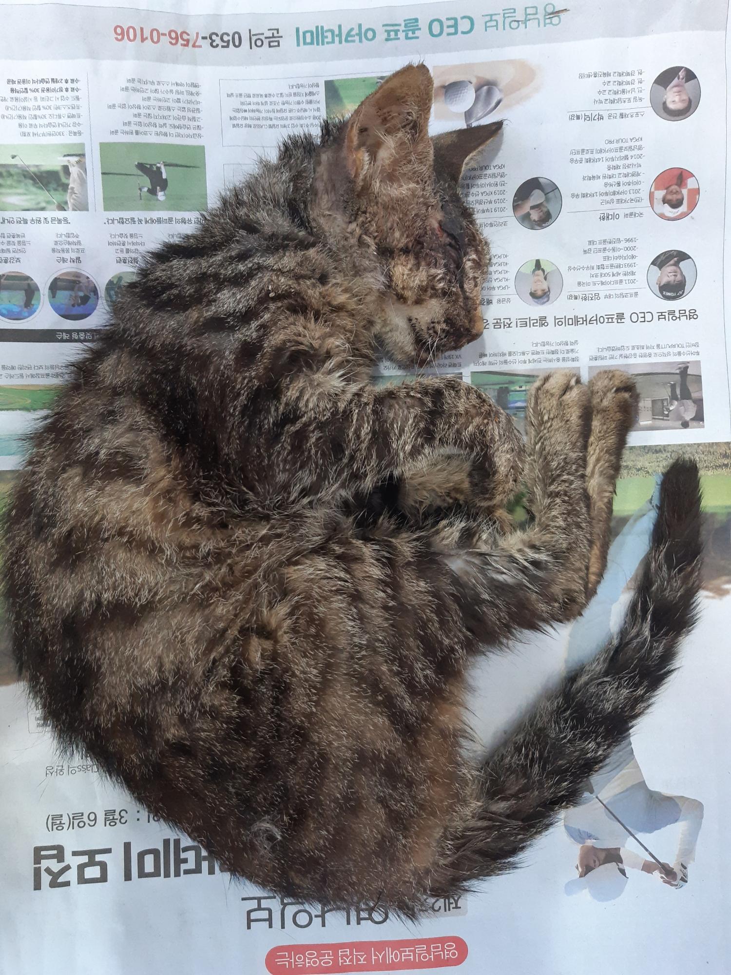 제니스동물병원_427346202300735