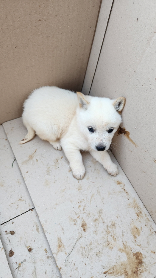 익산유기동물보호소_445468202301333