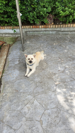 익산유기동물보호소_445468202301321