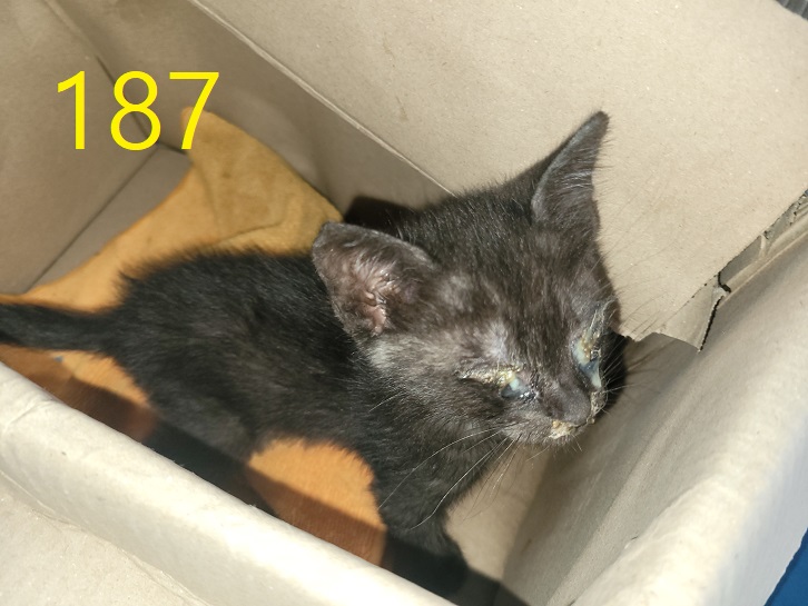 신영재동물병원_428355202300320