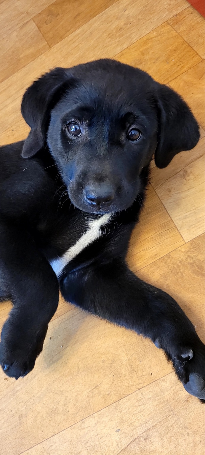 울산유기동물보호센터_431373202300647