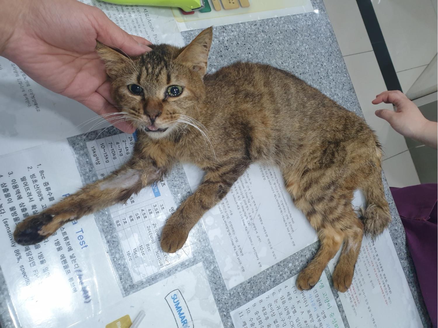거제시유기동물보호소_448537202300699