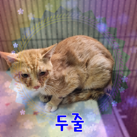 군산유기동물보호센터_445467202301129
