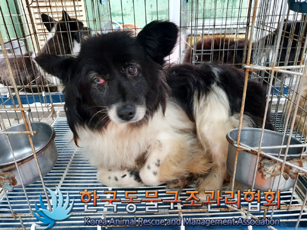 한국동물구조관리협회_441406202300907