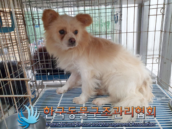 한국동물구조관리협회_441406202300908
