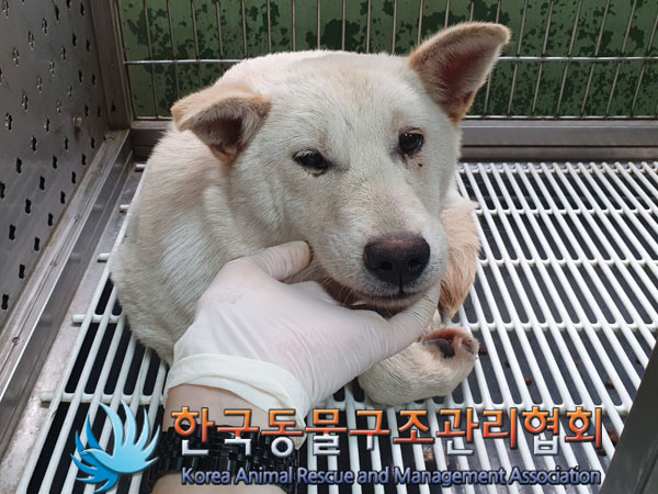 한국동물구조관리협회_441559202300464
