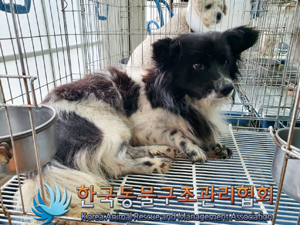 한국동물구조관리협회_441406202300901