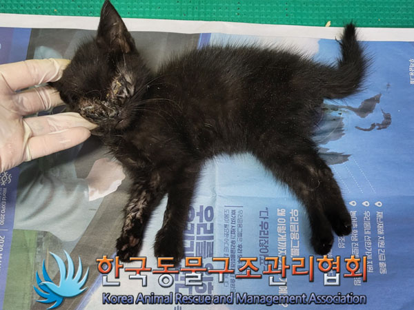한국동물구조관리협회_441559202300465