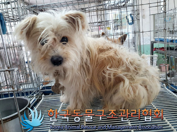 한국동물구조관리협회_441406202300903