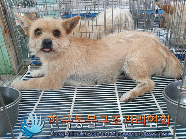 한국동물구조관리협회_441406202300906