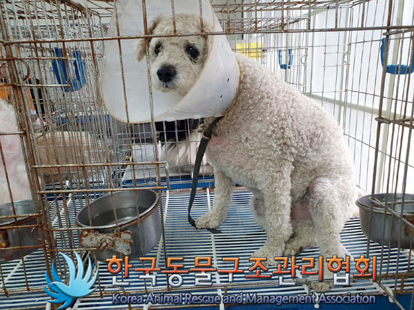 한국동물구조관리협회_441406202300898