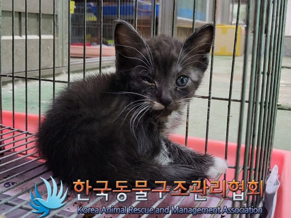 한국동물구조관리협회_441560202300825
