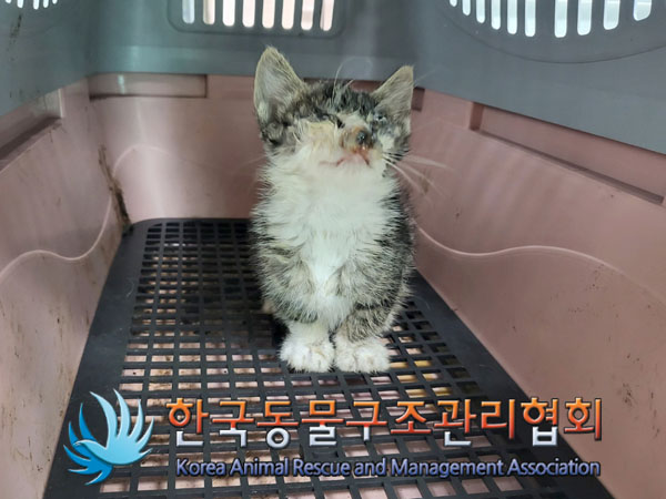한국동물구조관리협회_411301202300330