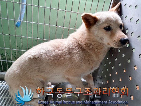 한국동물구조관리협회_441406202300916