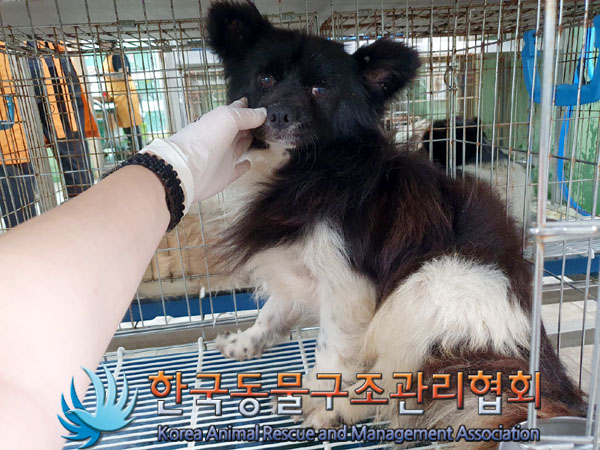 한국동물구조관리협회_441406202300911