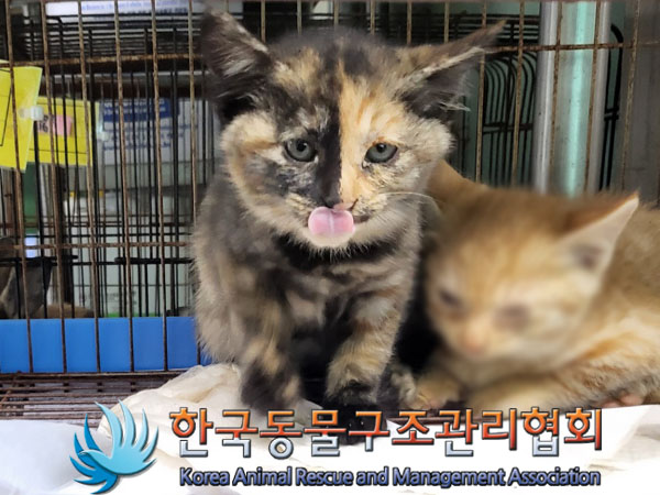 한국동물구조관리협회_441409202300992