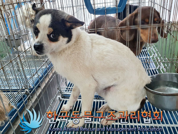 한국동물구조관리협회_441406202300914