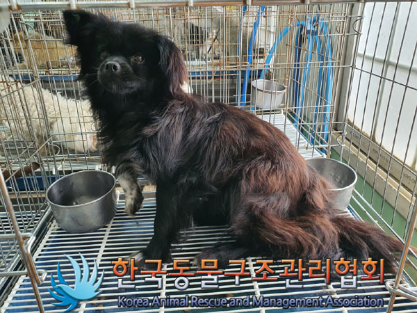 한국동물구조관리협회_441406202300912