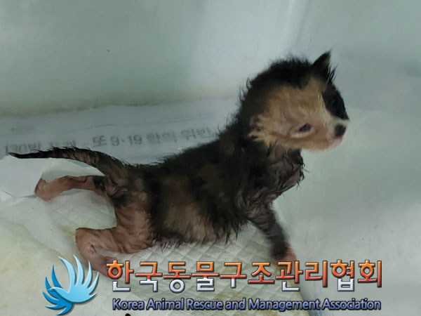 한국동물구조관리협회_411315202300426