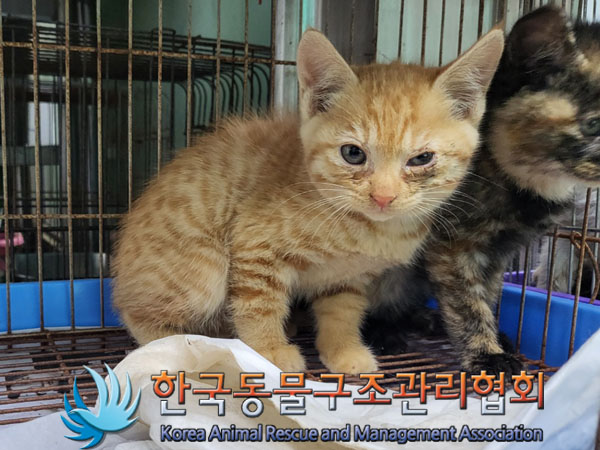 한국동물구조관리협회_441409202300993