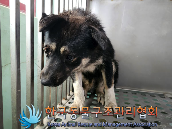 한국동물구조관리협회_441414202300412