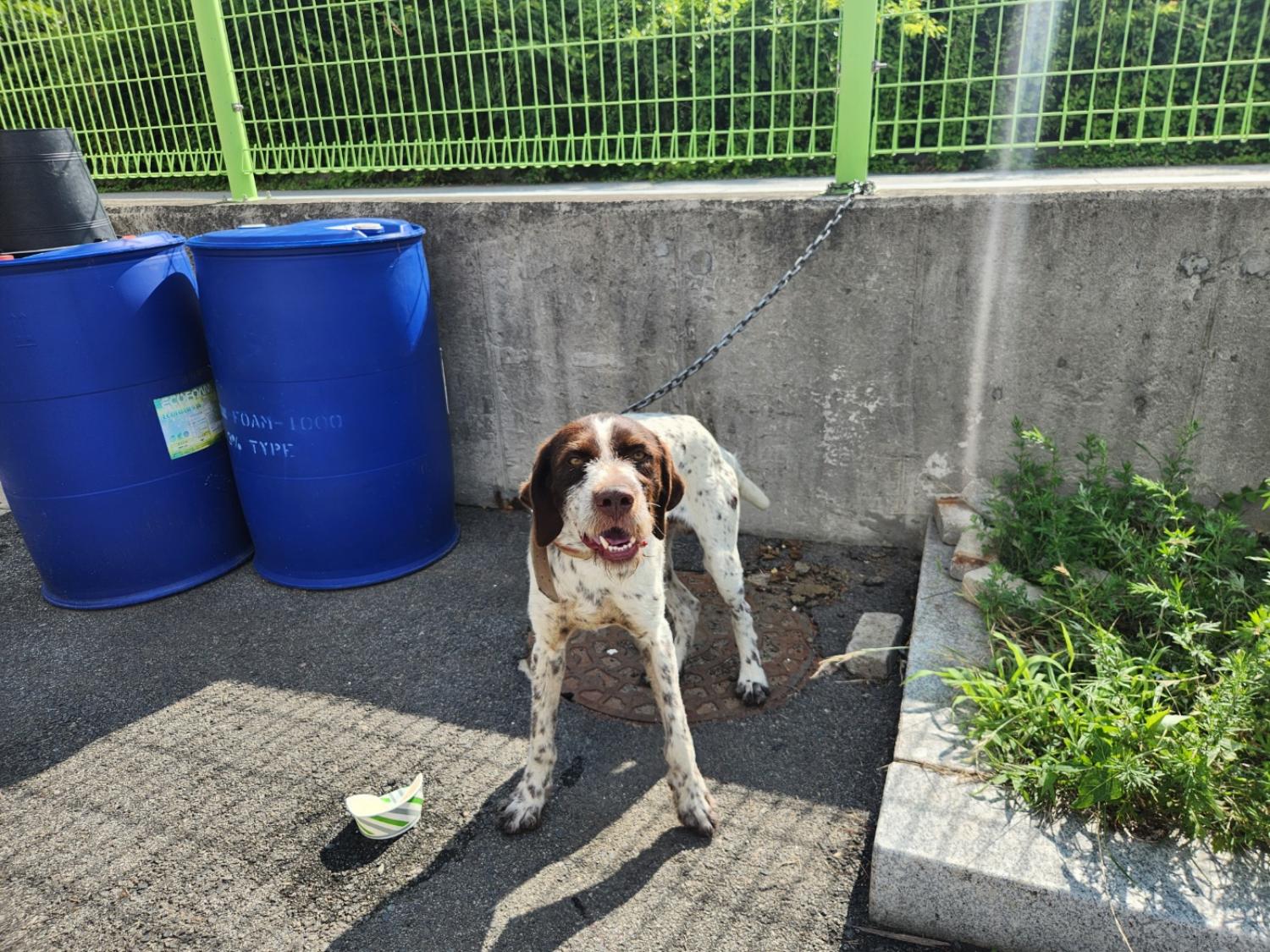 칠곡유기동물보호센터_447522202300124