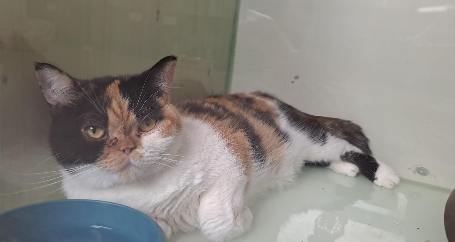 [고양이] 믹스묘 경기-수원-2023-00293 유기동물 배경 이미지 입니다.