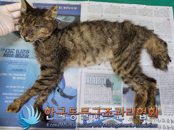 한국동물구조관리협회_411309202300251