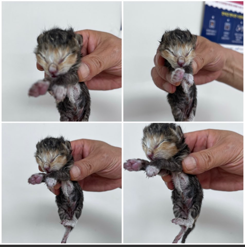 천안시유기동물보호소_444449202301473