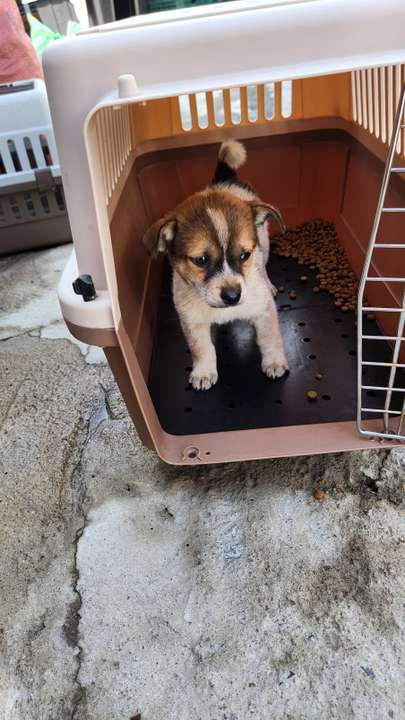 익산유기동물보호소_445468202301337