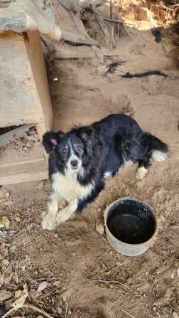 익산유기동물보호소_445468202301341