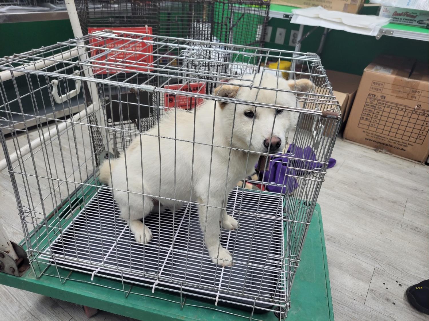 고양시동물보호센터_441394202301408