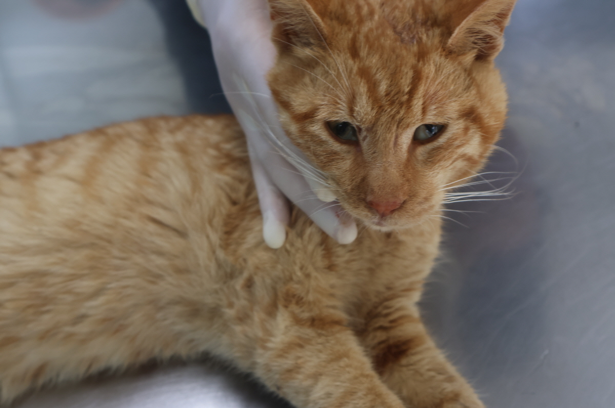 제주 동물보호센터_450650202302120