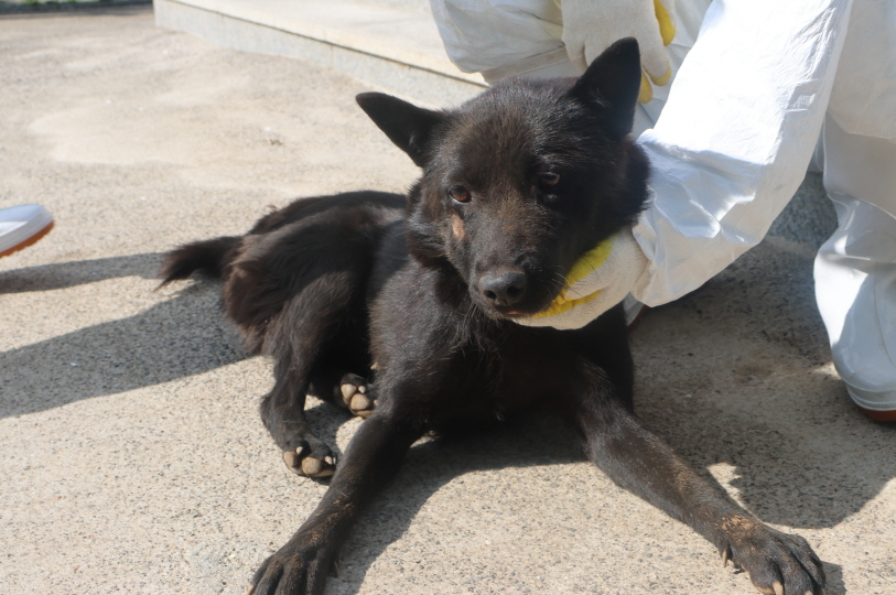 제주 동물보호센터_450650202302110