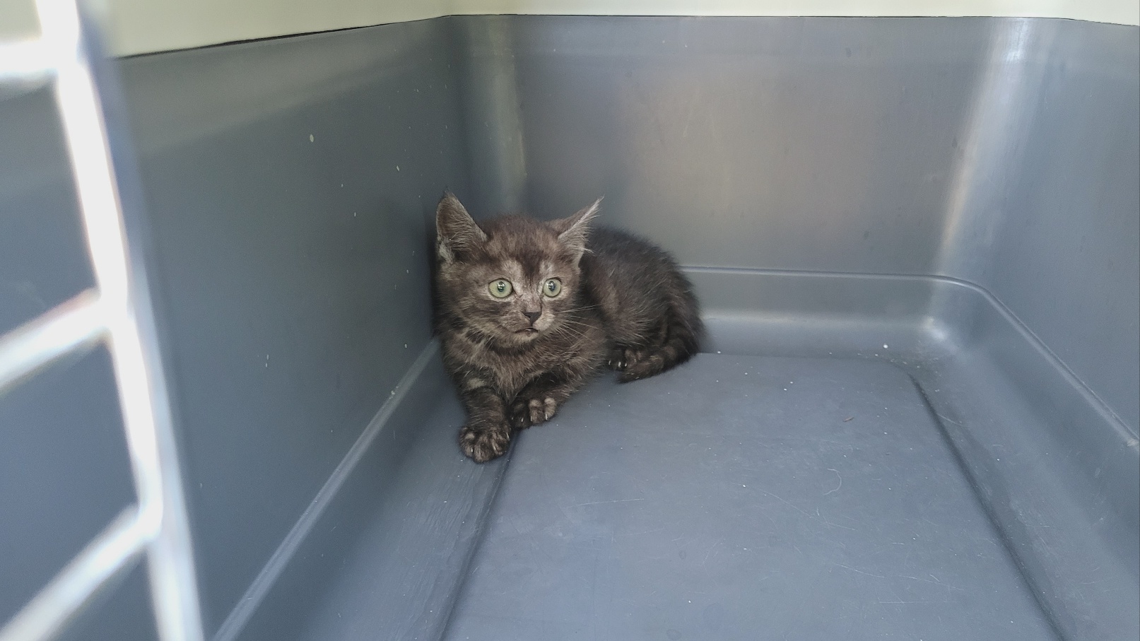 강릉시 동물사랑센터_442420202300354