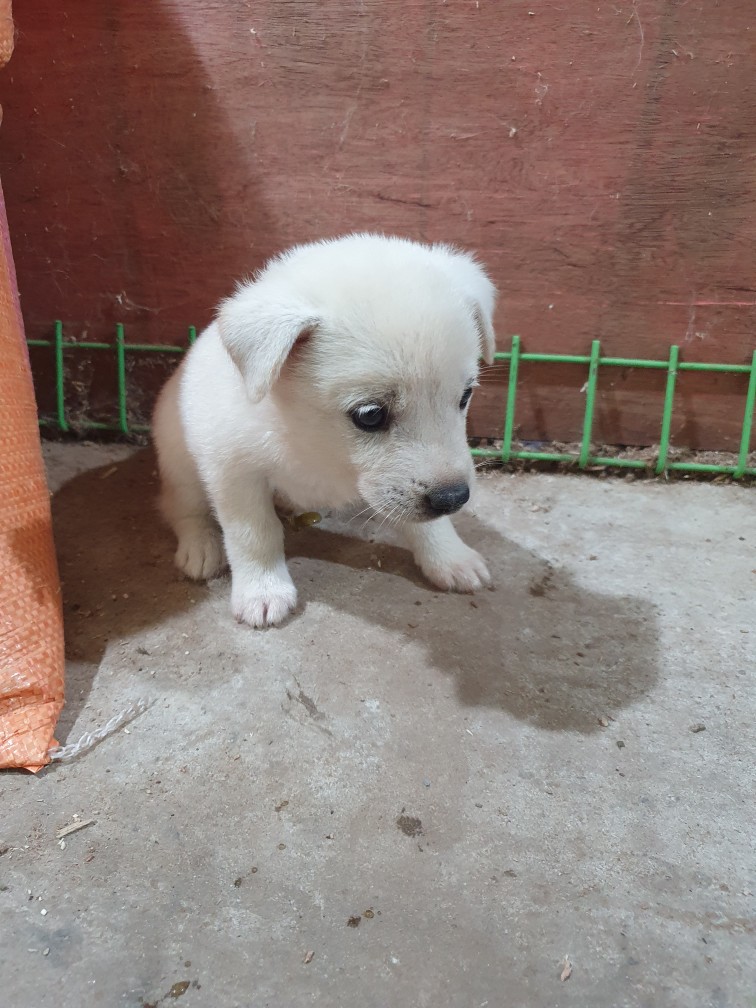고령군 임시보호소_447520202300250