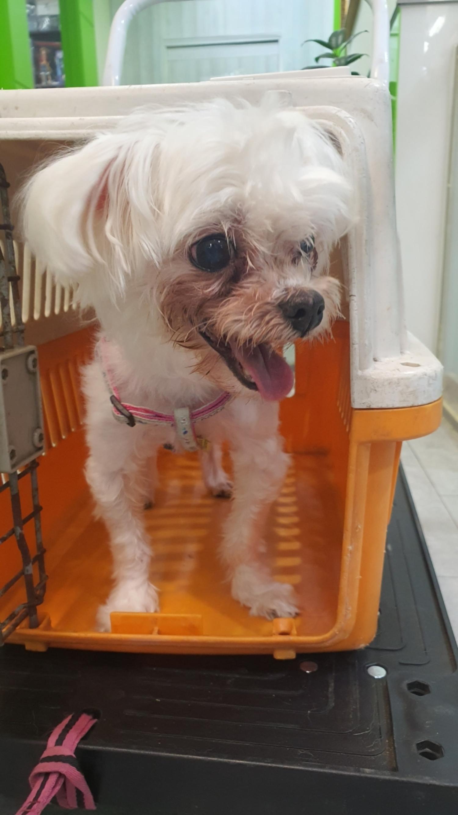 펫앤쉘터동물병원_441378202301121