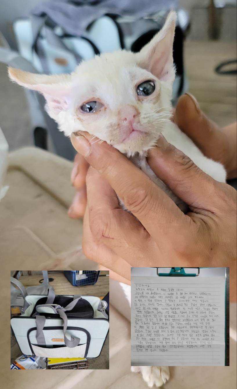 평택시유기동물보호소_441391202301581
