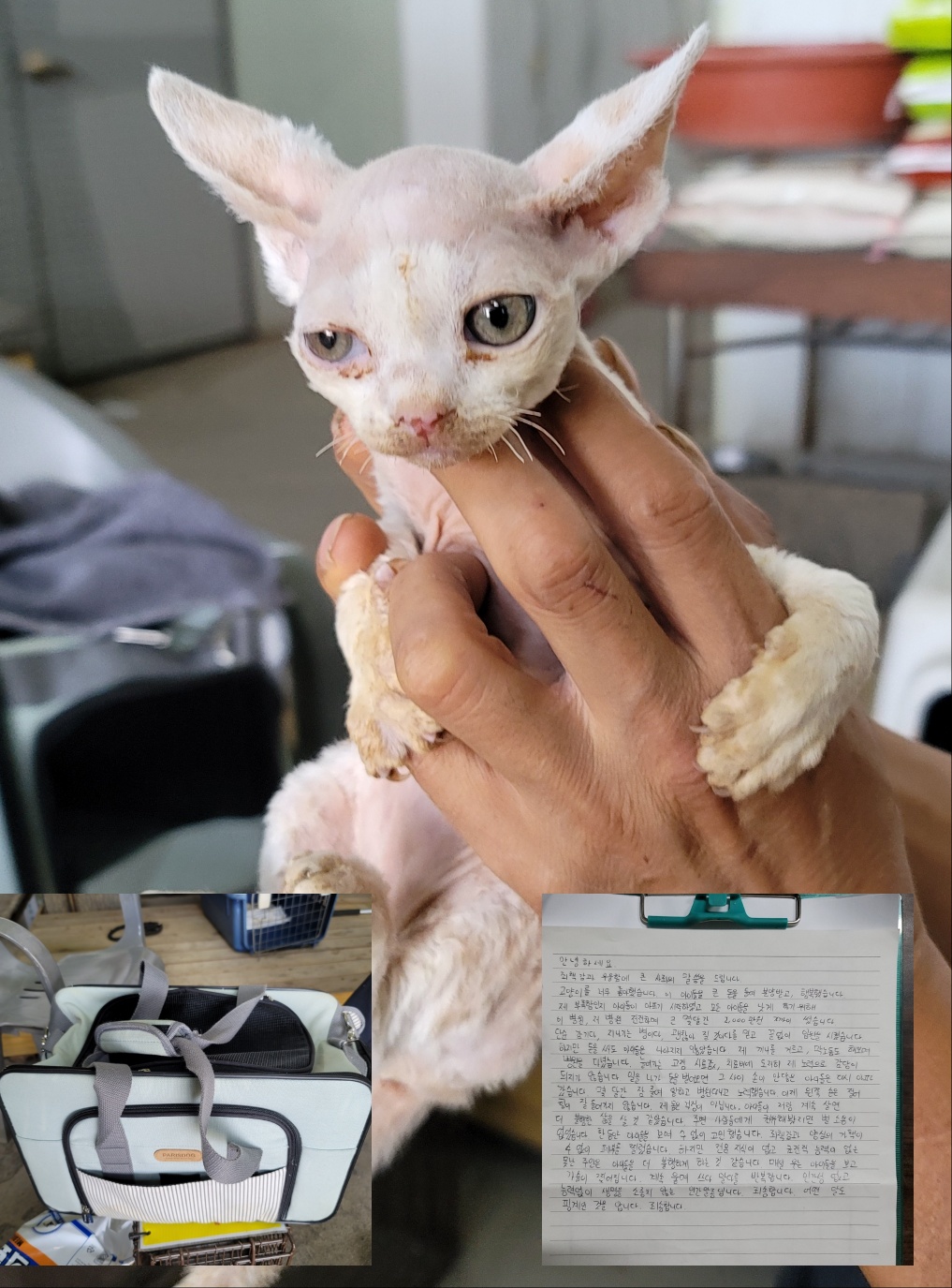 평택시유기동물보호소_441391202301585