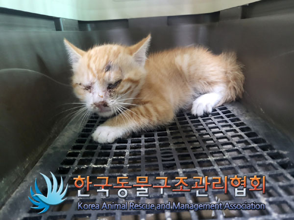 한국동물구조관리협회_441392202300132
