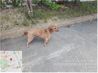 대전동물보호센터_430365202300285