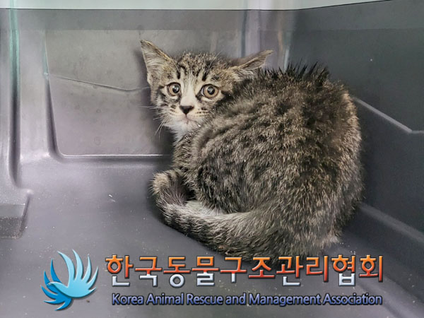 한국동물구조관리협회_411310202300283