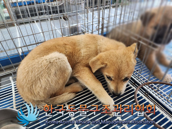 한국동물구조관리협회_441409202301023