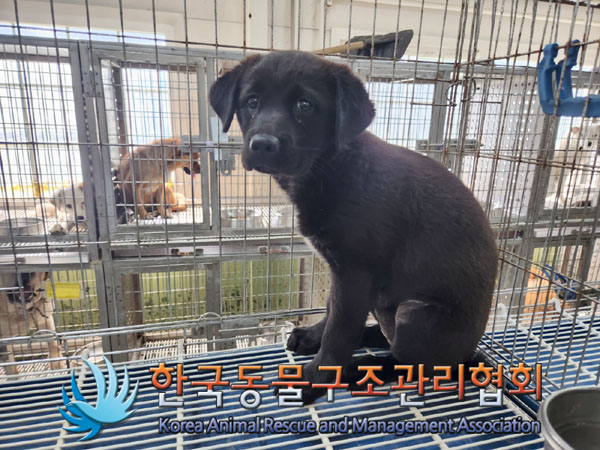 한국동물구조관리협회_441559202300467