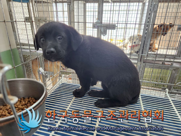 한국동물구조관리협회_441559202300466